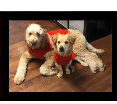 Jake and Niko — the two dogs our store is named after, wearing matching red outfits
